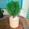 Cây tùng bồng lai - Cây cảnh để bàn, giảm còn 86.000 VND (giá gốc 111.800 VND) 9
