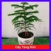 Cây Tùng Kim mini - Cây cảnh để bàn giá ưu đãi 86.000đ, không gian xanh tươi mát