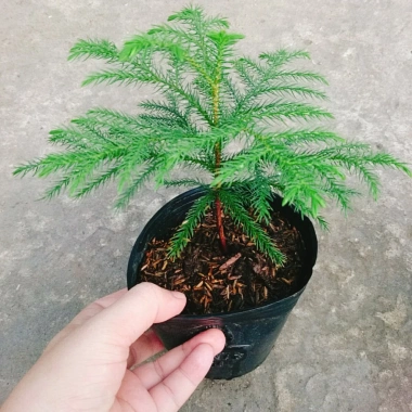 Cây Tùng Kim mini - Cây cảnh để bàn giá ưu đãi 86.000đ, không gian xanh tươi mát 3