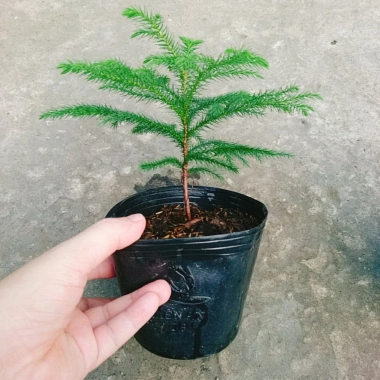 Cây Tùng Kim mini - Cây cảnh để bàn giá ưu đãi 86.000đ, không gian xanh tươi mát 5
