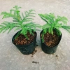Cây Tùng Kim mini - Cây cảnh để bàn giá ưu đãi 86.000đ, không gian xanh tươi mát 8
