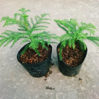 Cây Tùng Kim mini - Cây cảnh để bàn giá ưu đãi 86.000đ, không gian xanh tươi mát 8