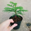 Cây Tùng Kim mini - Cây cảnh để bàn giá ưu đãi 86.000đ, không gian xanh tươi mát 9