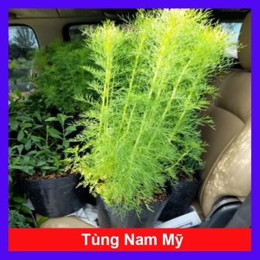 Cây Tùng Nam Mỹ - Cây cảnh trong nhà, giá ưu đãi 18.000₫, xanh mát, dễ chăm sóc