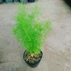 Cây Tùng Nam Mỹ - Cây cảnh trong nhà, giá ưu đãi 18.000₫, xanh mát, dễ chăm sóc 2