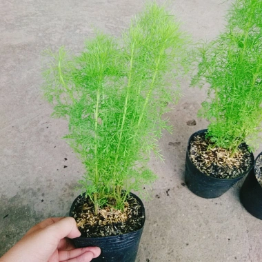 Cây Tùng Nam Mỹ - Cây cảnh trong nhà, giá ưu đãi 18.000₫, xanh mát, dễ chăm sóc 3