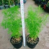 Cây Tùng Nam Mỹ - Cây cảnh trong nhà, giá ưu đãi 18.000₫, xanh mát, dễ chăm sóc 4