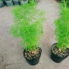 Cây Tùng Nam Mỹ - Cây cảnh trong nhà, giá ưu đãi 18.000₫, xanh mát, dễ chăm sóc 5