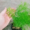 Cây Tùng Nam Mỹ - Cây cảnh trong nhà, giá ưu đãi 18.000₫, xanh mát, dễ chăm sóc 6