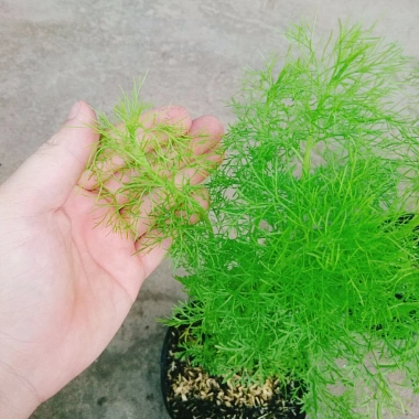 Cây Tùng Nam Mỹ - Cây cảnh trong nhà, giá ưu đãi 18.000₫, xanh mát, dễ chăm sóc 6