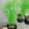 Cây Tùng Nam Mỹ - Cây cảnh trong nhà, giá ưu đãi 18.000₫, xanh mát, dễ chăm sóc 7