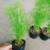 Cây Tùng Nam Mỹ - Cây cảnh trong nhà, giá ưu đãi 18.000₫, xanh mát, dễ chăm sóc 8