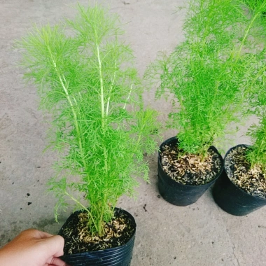 Cây Tùng Nam Mỹ - Cây cảnh trong nhà, giá ưu đãi 18.000₫, xanh mát, dễ chăm sóc 8