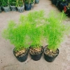 Cây Tùng Nam Mỹ - Cây cảnh trong nhà, giá ưu đãi 18.000₫, xanh mát, dễ chăm sóc 9