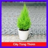 Cây tùng thơm 30-50 cm – Trang trí Noel sang trọng, giá ưu đãi 120.000₫ (giá gốc 154.800₫)