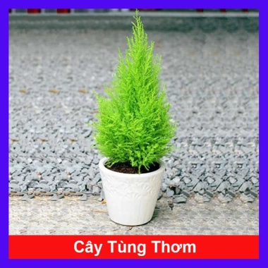 Cây tùng thơm 30-50 cm – Trang trí Noel sang trọng, giá ưu đãi 120.000₫ (giá gốc 154.800₫)