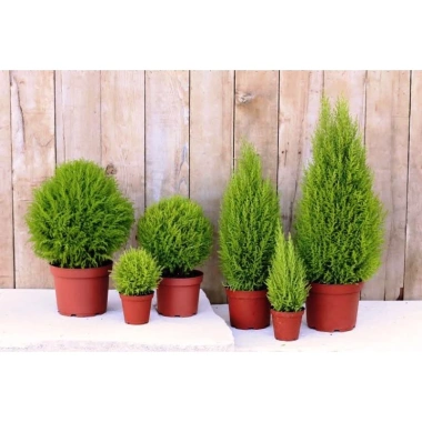 Cây tùng thơm 30-50 cm – Trang trí Noel sang trọng, giá ưu đãi 120.000₫ (giá gốc 154.800₫)