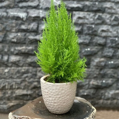Cây tùng thơm 30-50 cm – Trang trí Noel sang trọng, giá ưu đãi 120.000₫ (giá gốc 154.800₫)