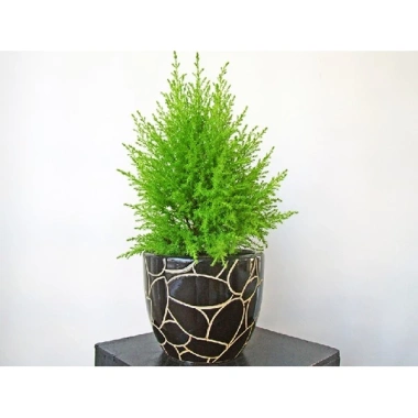 Cây tùng thơm 30-50 cm – Trang trí Noel sang trọng, giá ưu đãi 120.000₫ (giá gốc 154.800₫)
