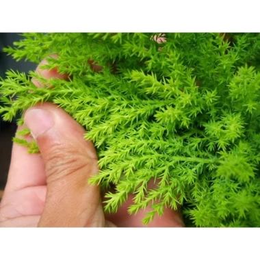 Cây tùng thơm 30-50 cm – Trang trí Noel sang trọng, giá ưu đãi 120.000₫ (giá gốc 154.800₫)