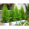 Cây tùng thơm 30-50 cm – Trang trí Noel sang trọng, giá ưu đãi 120.000₫ (giá gốc 154.800₫) 7