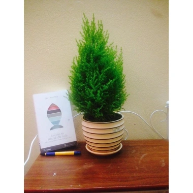 Cây tùng thơm 30-50 cm – Trang trí Noel sang trọng, giá ưu đãi 120.000₫ (giá gốc 154.800₫)