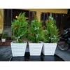 Cây tùng thơm 30-50 cm – Trang trí Noel sang trọng, giá ưu đãi 120.000₫ (giá gốc 154.800₫) 9