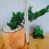 Cây Tùng Xà - cây ngọa tùng, cây cảnh để bàn nhỏ gọn, dễ chăm sóc, giảm giá 65.000 VND (giá gốc 82.550 VND) 3