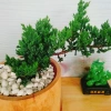 Cây Tùng Xà - cây ngọa tùng, cây cảnh để bàn nhỏ gọn, dễ chăm sóc, giảm giá 65.000 VND (giá gốc 82.550 VND) 4