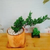 Cây Tùng Xà - cây ngọa tùng, cây cảnh để bàn nhỏ gọn, dễ chăm sóc, giảm giá 65.000 VND (giá gốc 82.550 VND) 6