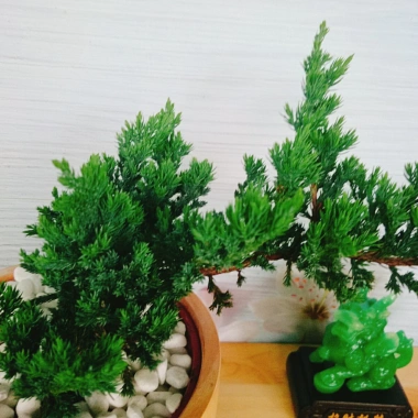Cây Tùng Xà - cây ngọa tùng, cây cảnh để bàn nhỏ gọn, dễ chăm sóc, giảm giá 65.000 VND (giá gốc 82.550 VND)