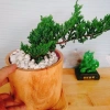 Cây Tùng Xà - cây ngọa tùng, cây cảnh để bàn nhỏ gọn, dễ chăm sóc, giảm giá 65.000 VND (giá gốc 82.550 VND) 8