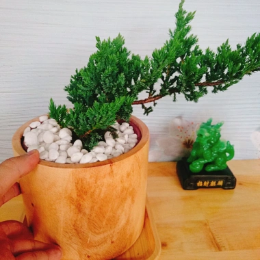 Cây Tùng Xà - cây ngọa tùng, cây cảnh để bàn nhỏ gọn, dễ chăm sóc, giảm giá 65.000 VND (giá gốc 82.550 VND) 8 Cây Tùng Xà - cây ngọa tùng, cây cảnh để bàn nhỏ gọn, dễ chăm sóc, giảm giá 65.000 VND (giá gốc 82.550 VND) 8