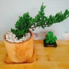 Cây Tùng Xà - cây ngọa tùng, cây cảnh để bàn nhỏ gọn, dễ chăm sóc, giảm giá 65.000 VND (giá gốc 82.550 VND) 9