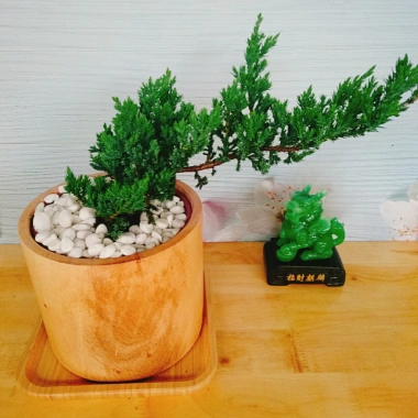 Cây Tùng Xà - cây ngọa tùng, cây cảnh để bàn nhỏ gọn, dễ chăm sóc, giảm giá 65.000 VND (giá gốc 82.550 VND) 9 Cây Tùng Xà - cây ngọa tùng, cây cảnh để bàn nhỏ gọn, dễ chăm sóc, giảm giá 65.000 VND (giá gốc 82.550 VND) 9
