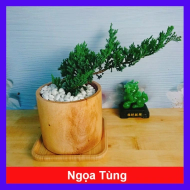 Cây Tùng Xà - cây ngọa tùng, cây cảnh để bàn nhỏ gọn, dễ chăm sóc, giảm giá 65.000 VND (giá gốc 82.550 VND) 10 Cây Tùng Xà - cây ngọa tùng, cây cảnh để bàn nhỏ gọn, dễ chăm sóc, giảm giá 65.000 VND (giá gốc 82.550 VND) 10