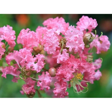 Cây Tường Vi - Cây cảnh sân vườn giá rẻ, giảm còn 39.000₫, xanh mát, dễ chăm sóc 4 Cây Tường Vi - Cây cảnh sân vườn giá rẻ, giảm còn 39.000₫, xanh mát, dễ chăm sóc 4