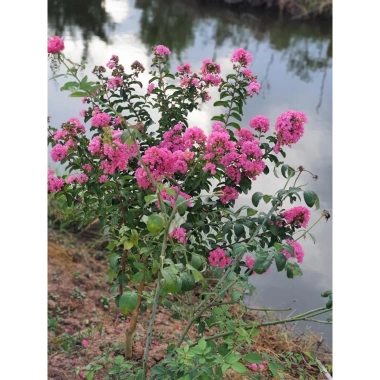 Cây Tường Vi - Cây cảnh sân vườn giá rẻ, giảm còn 39.000₫, xanh mát, dễ chăm sóc