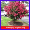 Cây tường Vi Huyết Long - Cây cảnh sân vườn xanh mượt, dễ trồng, giảm giá chỉ 55.000