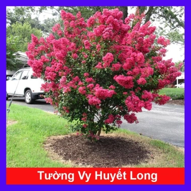 Cây tường Vi Huyết Long - Cây cảnh sân vườn xanh mượt, dễ trồng, giảm giá chỉ 55.000