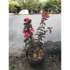 Cây tường Vi Huyết Long - Cây cảnh sân vườn xanh mượt, dễ trồng, giảm giá chỉ 55.000 2