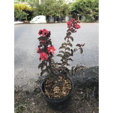 Cây tường Vi Huyết Long - Cây cảnh sân vườn xanh mượt, dễ trồng, giảm giá chỉ 55.000