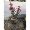 Cây tường Vi Huyết Long - Cây cảnh sân vườn xanh mượt, dễ trồng, giảm giá chỉ 55.000 3