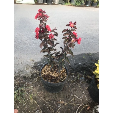 Cây tường Vi Huyết Long - Cây cảnh sân vườn xanh mượt, dễ trồng, giảm giá chỉ 55.000
