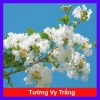 Cây tường vy hoa trắng - cây cảnh đẹp, phát triển nhanh, giá chỉ 39.000₫