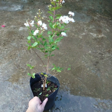 Cây tường vy hoa trắng - cây cảnh đẹp, phát triển nhanh, giá chỉ 39.000₫ 4