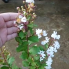 Cây tường vy hoa trắng - cây cảnh đẹp, phát triển nhanh, giá chỉ 39.000₫ 5