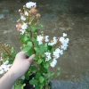 Cây tường vy hoa trắng - cây cảnh đẹp, phát triển nhanh, giá chỉ 39.000₫ 8