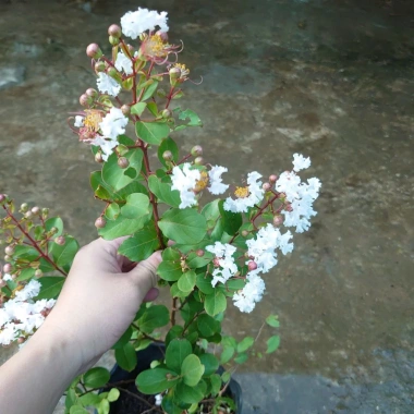 Cây tường vy hoa trắng - cây cảnh đẹp, phát triển nhanh, giá chỉ 39.000₫ 8