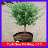 Cây Tuyết Sơn Phi Hồng 2 năm tuổi - Cây 1 cốt, hoa nở quanh năm, giá 150.000đ